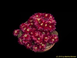 Sulcorebutia steinbachii v. tintinensis HS57a 1218